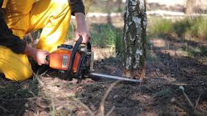 Best Root Management and Removal  in Sauk Centre, MN