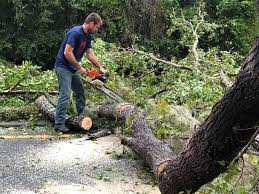 How Our Tree Care Process Works  in  Sauk Centre, MN