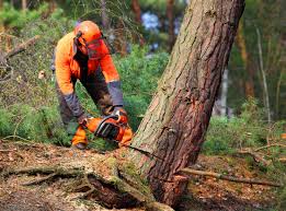 Best Lot and Land Clearing  in Sauk Centre, MN