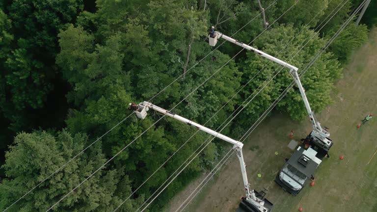 Best Tree and Shrub Care  in Sauk Centre, MN