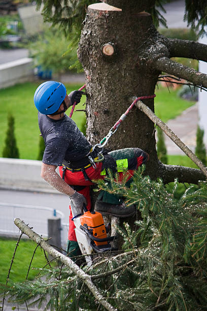 Best Palm Tree Trimming  in Sauk Centre, MN