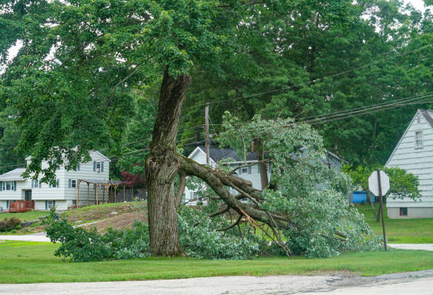 Best Tree Risk Assessment  in Sauk Centre, MN