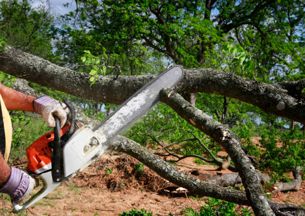 Best Commercial Tree Services  in Sauk Centre, MN