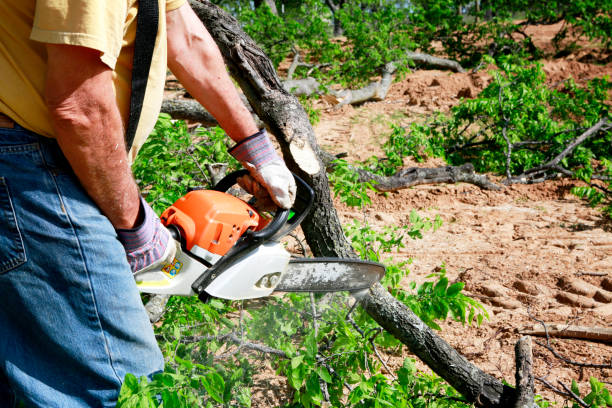 Best Utility Line Clearance  in Sauk Centre, MN